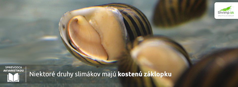 iba-niektore-slimaky-maju-kostenu-zaklopku