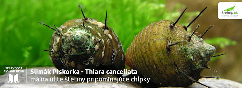 piskorky-maju-na-ulite-stetiny-pripominajuce-chlpky