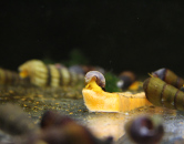 starostlivost-o-slimaky