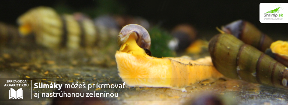 slimaky-mozes-prikrmovat-aj-surovou-zeleninou