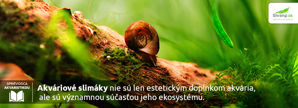 slimaky-su-vyznamnou-sucastou-ekosystemu-akvaria