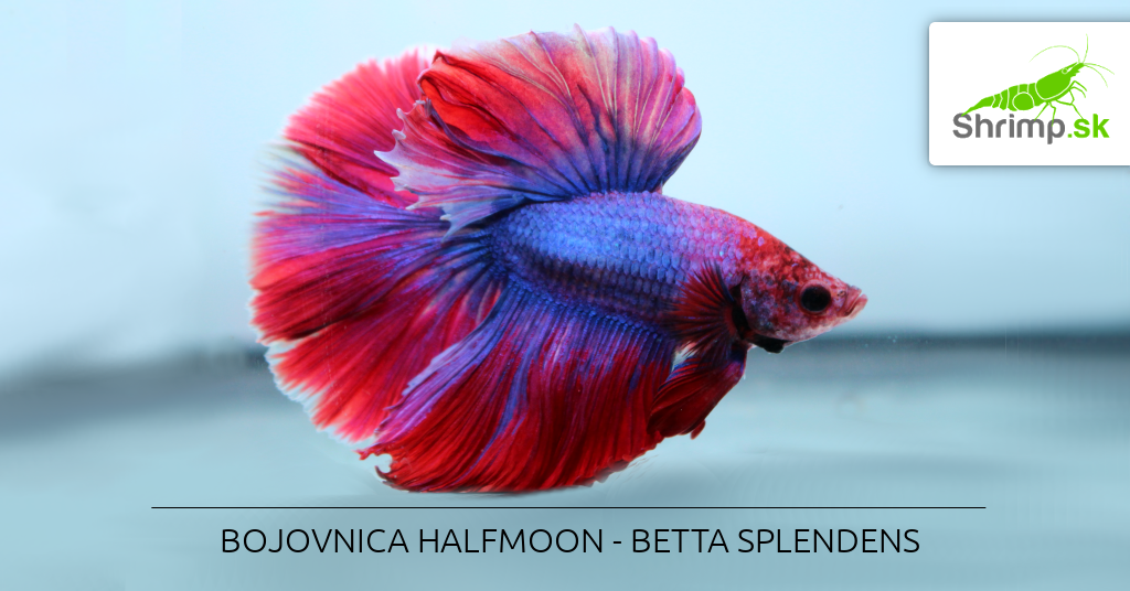 Betta Splendens