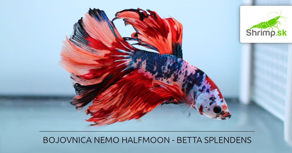 Betta