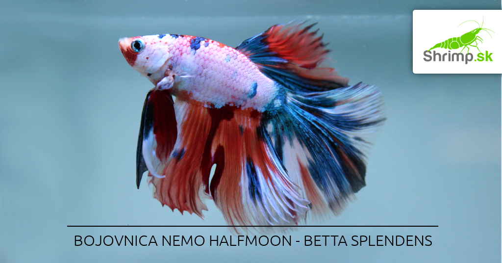 Betta
