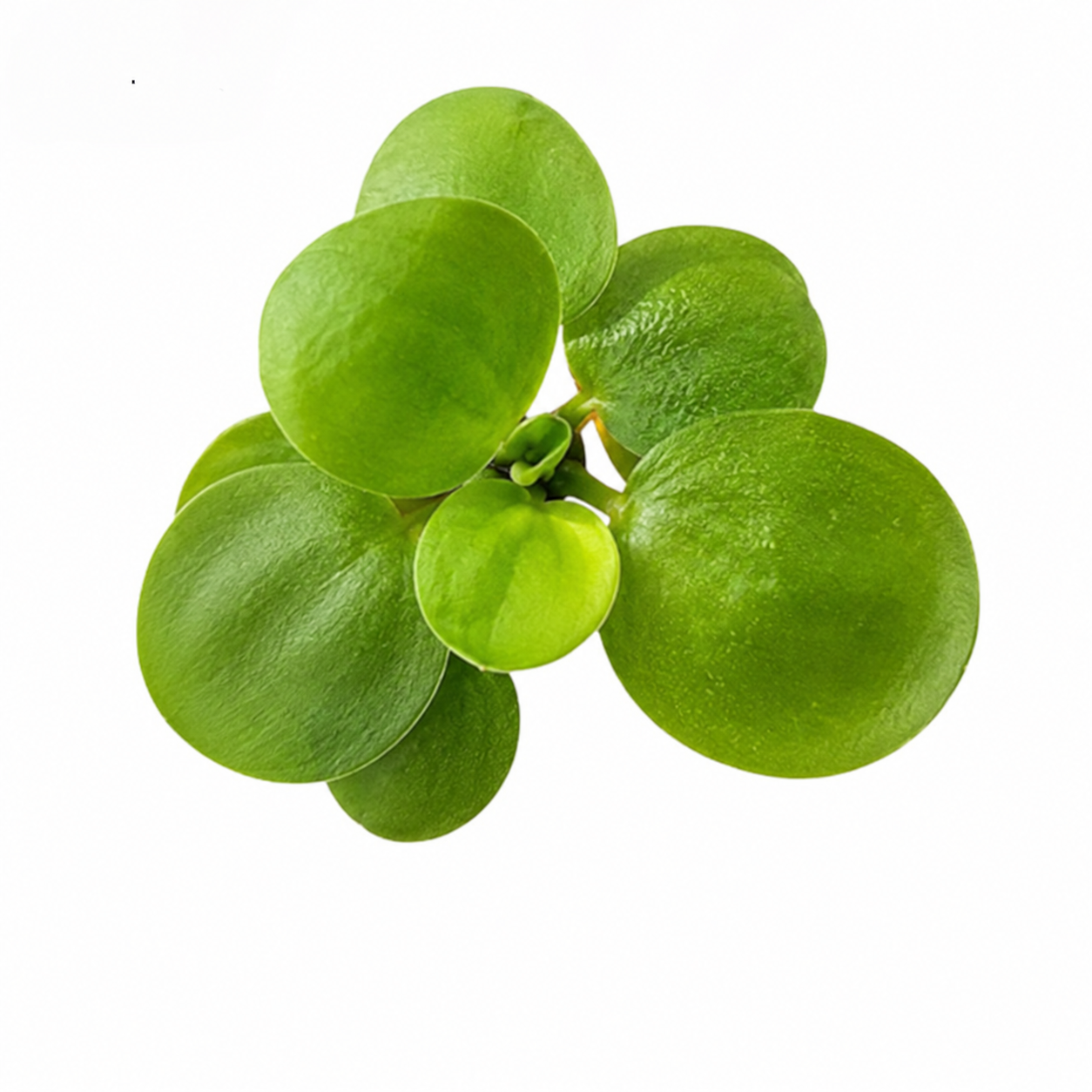 Plávajúce rastliny