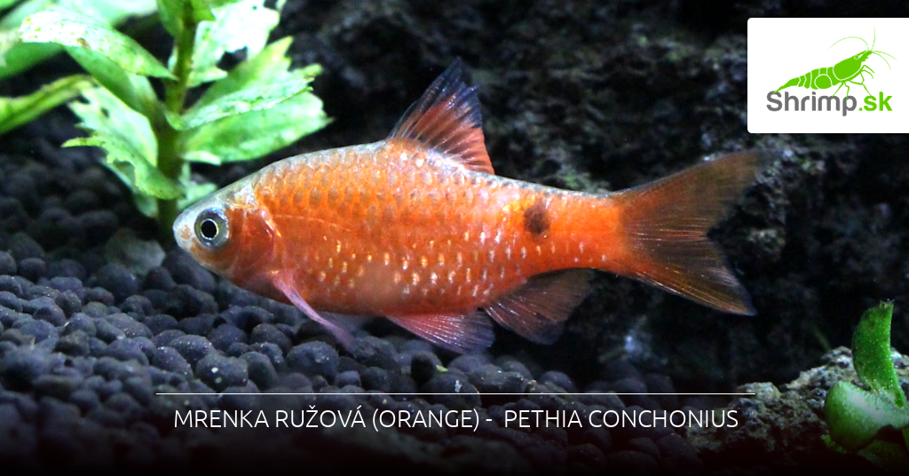 Mrenka ružová (orange)