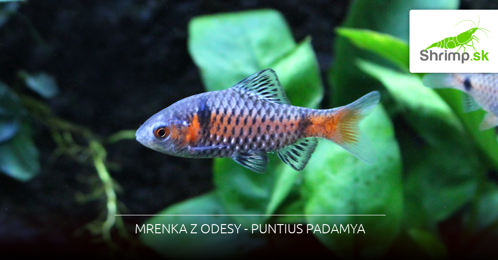 Mrenka z Odesy