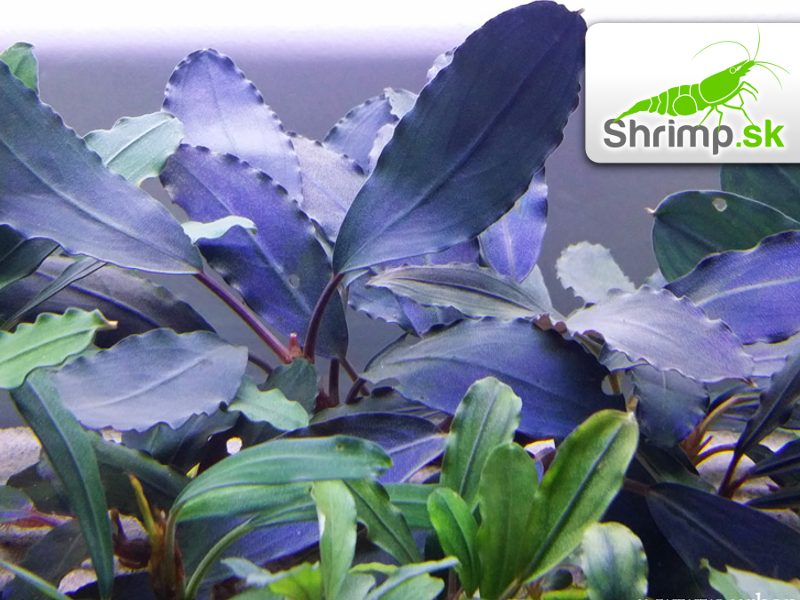 Bucephalandra 'Super Blue Central Kalimantan' - košík