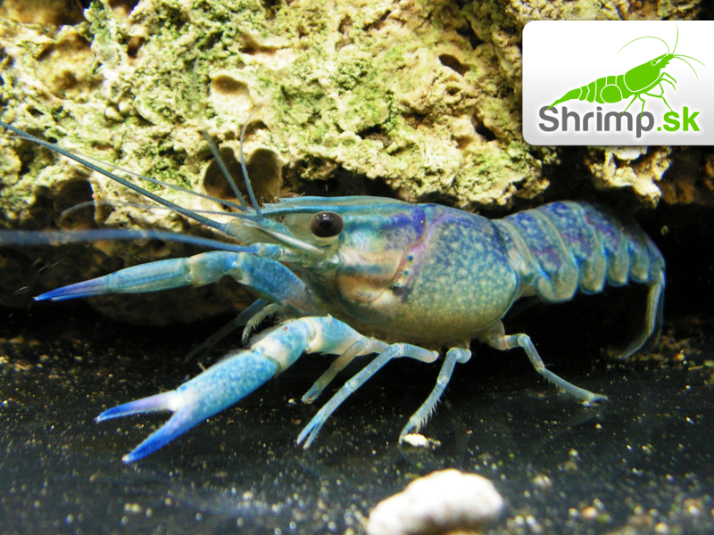 Rak modrý - Cherax quadricarinatus