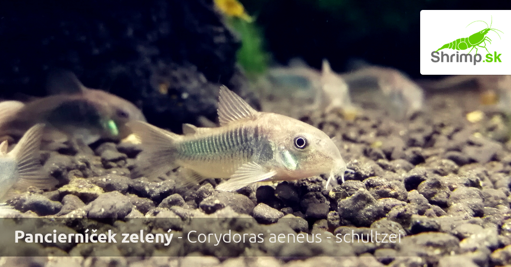 Panciernicek-zeleny-corydoras-aeneus-schultzei