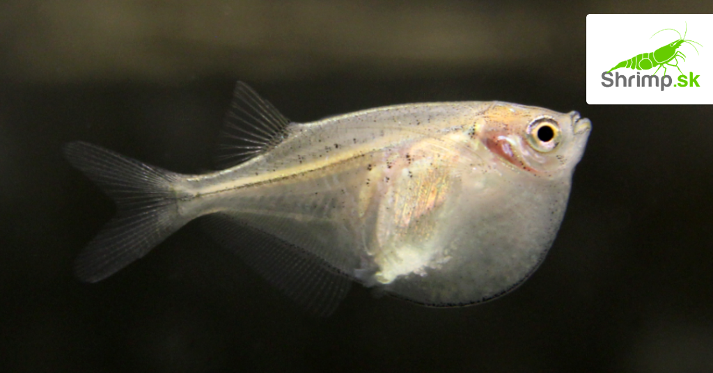Sekierka-trpaslicia-mala-drobna-sekernatka