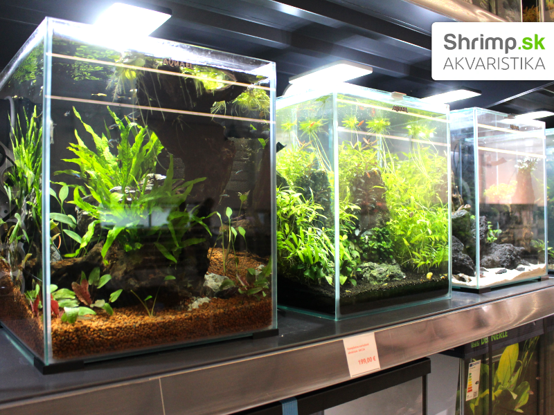 Akvaristika Shrimp v Žiline - predaj hotových akvárií