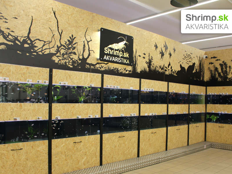 Akvaristika Shrimp v Žiline - akváriová stena