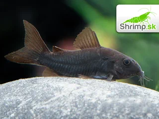 Pancierniček Black Venezuela - Corydoras aeneus