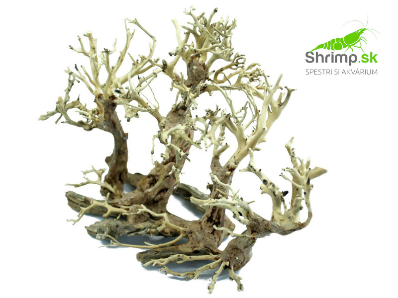 Bonsai Tree 40x15x30 cm