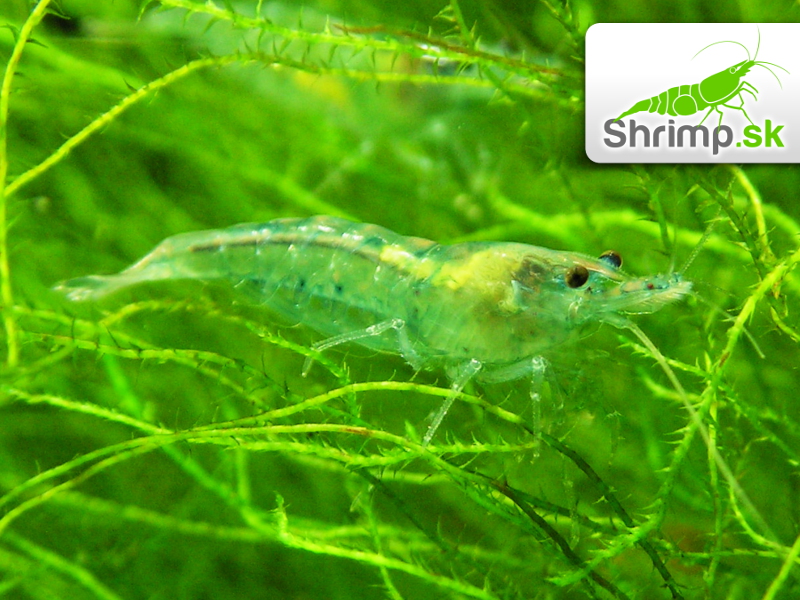 Blue Jelly 10 ks - (Neocaridina davidi)