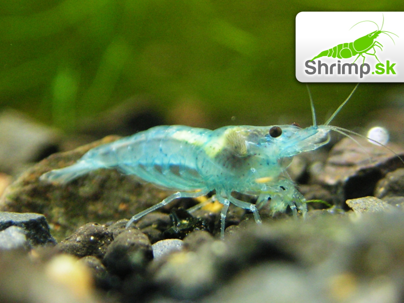 Blue Jelly 10 ks - (Neocaridina davidi)