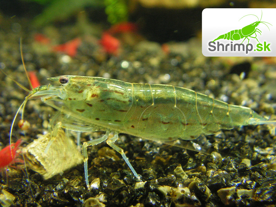 Kreveta Amano L 10 ks - Caridina Japonica
