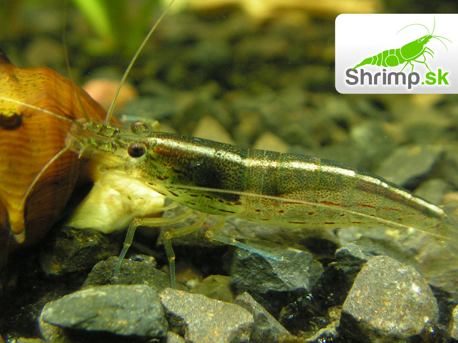 Kreveta Amano L 10 ks - Caridina Japonica