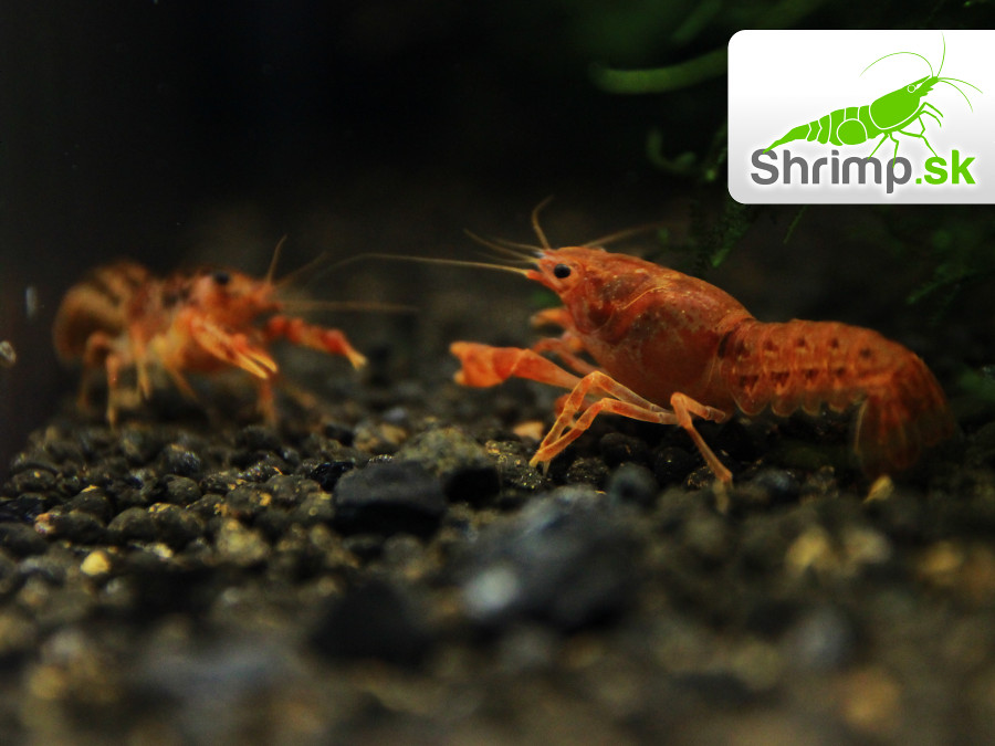 CPO Mini ráčik 5 ks - Cambarellus patzcuarensis orange