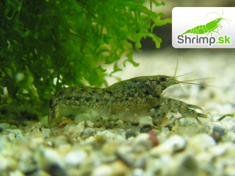 Diminutus mini ráčik 5 ks