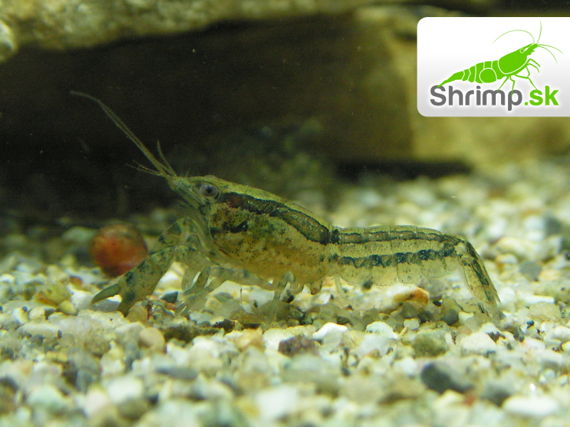 Diminutus mini ráčik 5 ks