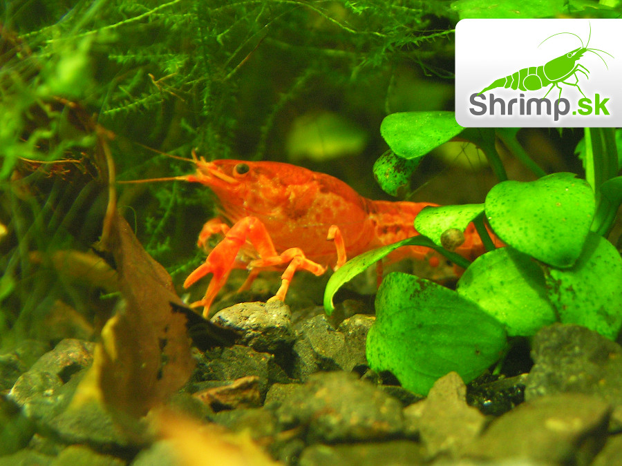 CPO Mini ráčik 10 ks - Cambarellus patzcuarensis orange