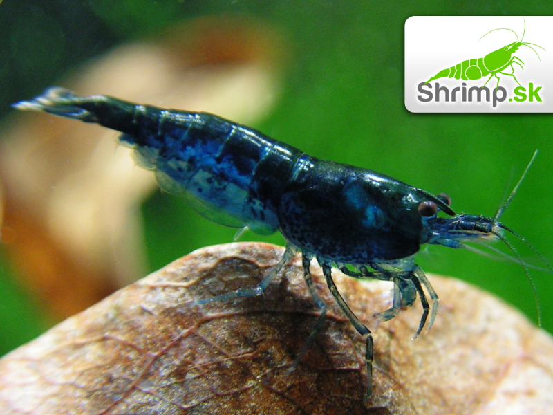 Blue dream 10 ks (Neocaridina davidi)