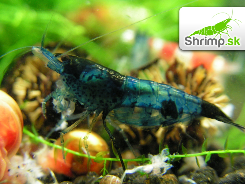 Blue dream 10 ks (Neocaridina davidi)