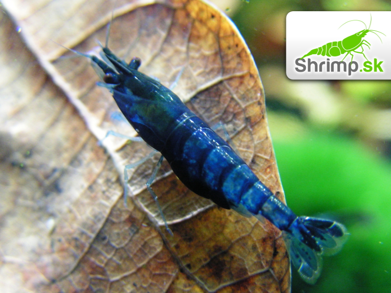 Blue dream 10 ks (Neocaridina davidi)