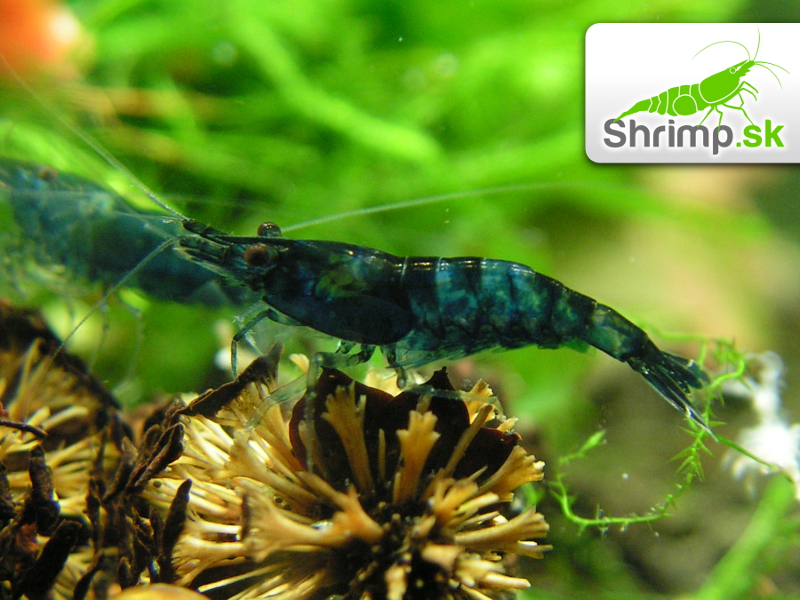 Blue dream 10 ks (Neocaridina davidi)
