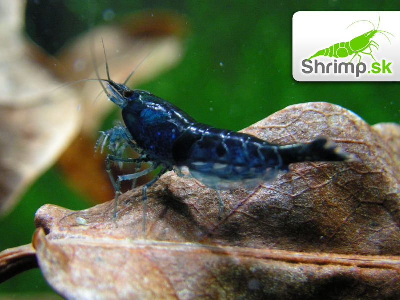 Blue dream 10 ks (Neocaridina davidi)
