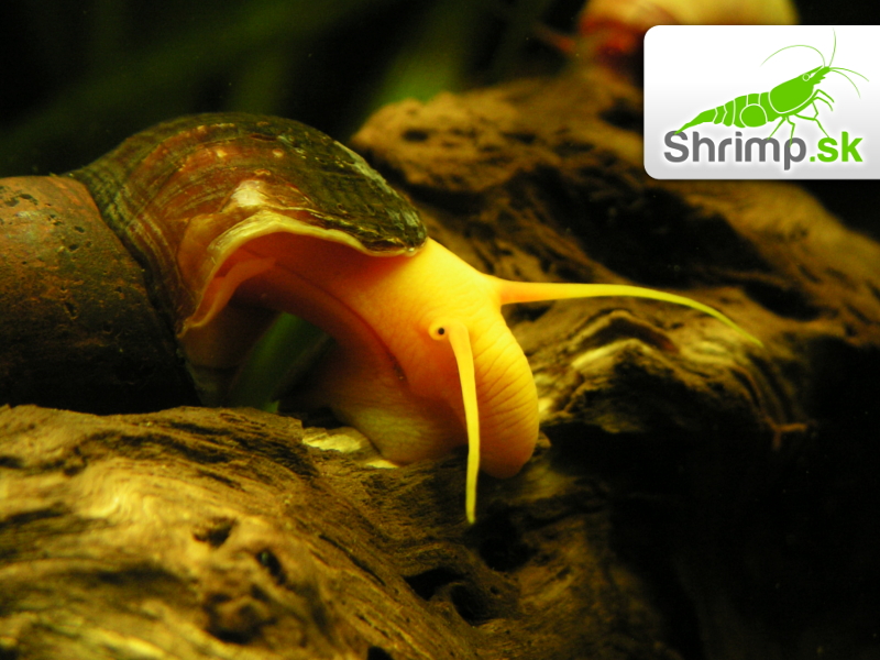 Slimák Tylomelania 5 ks - Poso Orange Rabbit