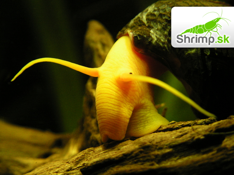 Slimák Tylomelania 5 ks - Poso Orange Rabbit