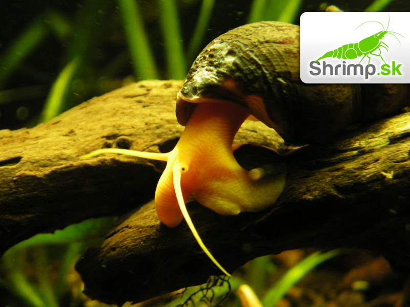 Slimák Tylomelania 5 ks - Poso Orange Rabbit