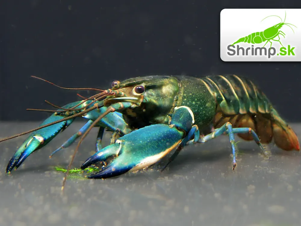 Rak Cherax sp. Blue Moon - samica