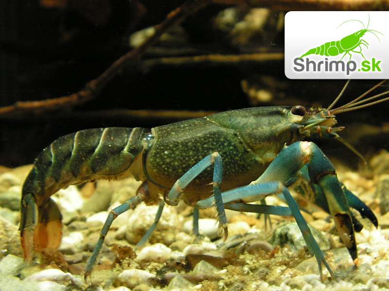 Rak Cherax sp. Blue Moon - samica