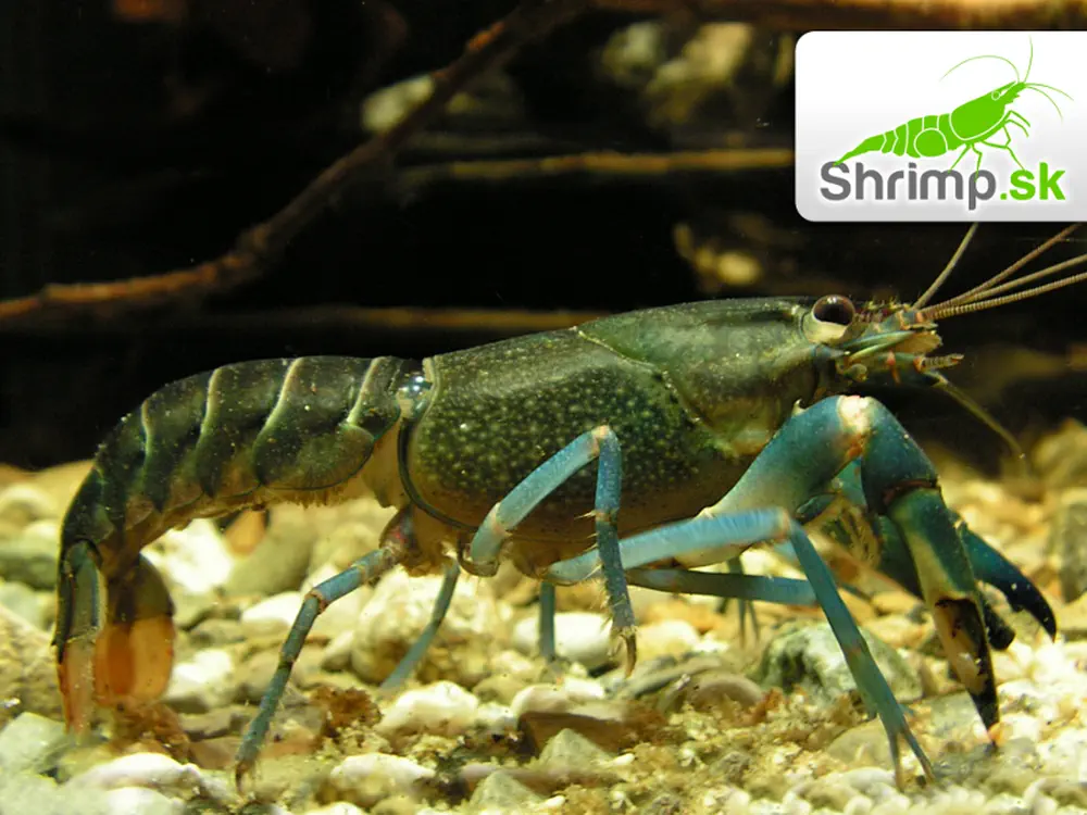 Rak Cherax sp. Blue Moon - samica