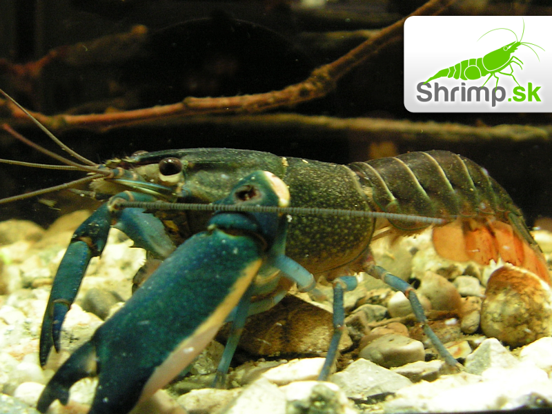 Rak Cherax sp. Blue Moon - samica