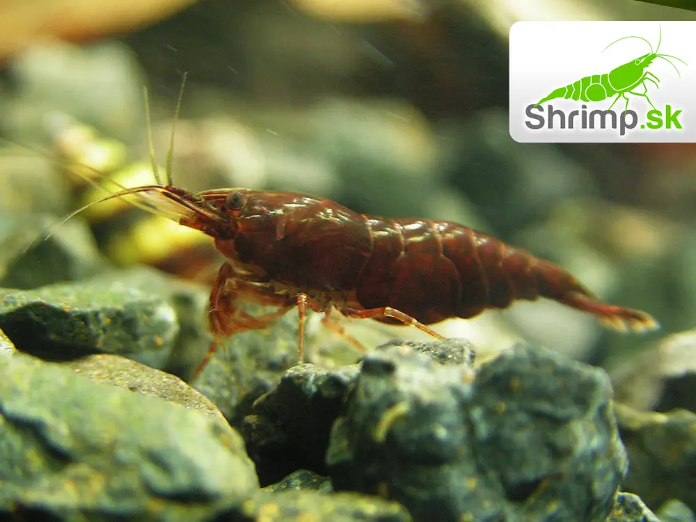 Chocolate 10 ks - Neocaridina davidi