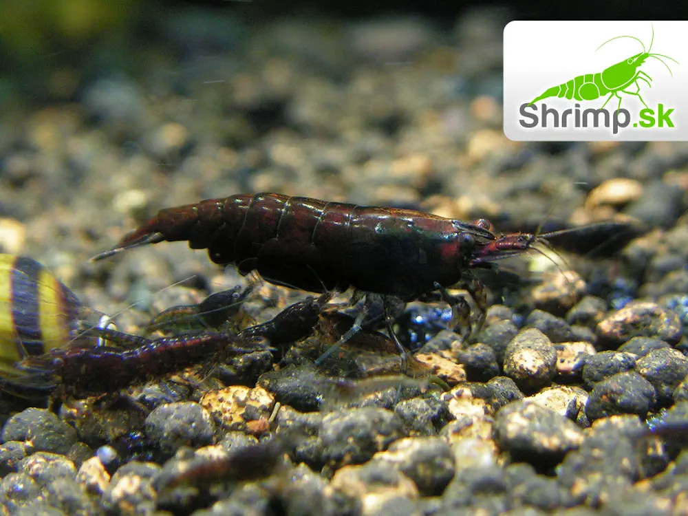 Chocolate 10 ks - Neocaridina davidi