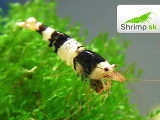Crystal Black 10 ks (Caridina cf. cantonensis)