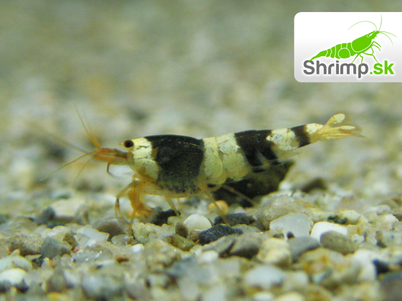 Crystal Black 10 ks (Caridina cf. cantonensis)