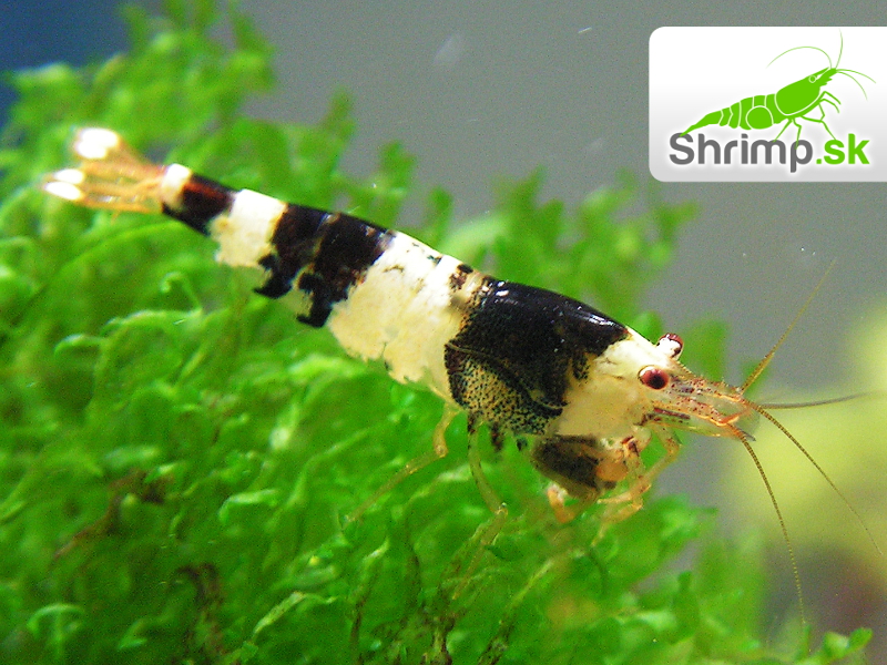 Crystal Black 10 ks (Caridina cf. cantonensis)