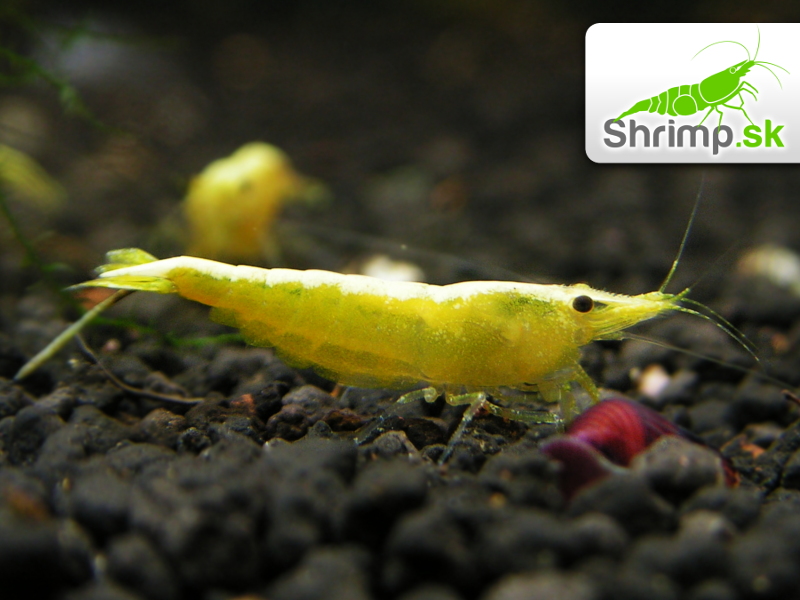 Yellow neon stripe 10 ks - Neocaridina davidi