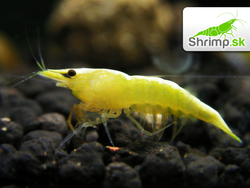 Yellow neon stripe 10 ks - Neocaridina davidi