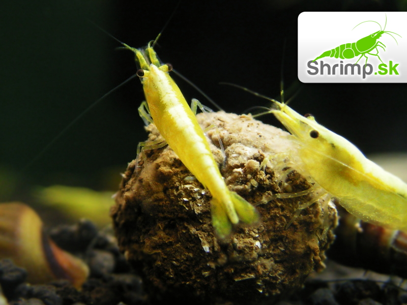 Yellow neon stripe 10 ks - Neocaridina davidi