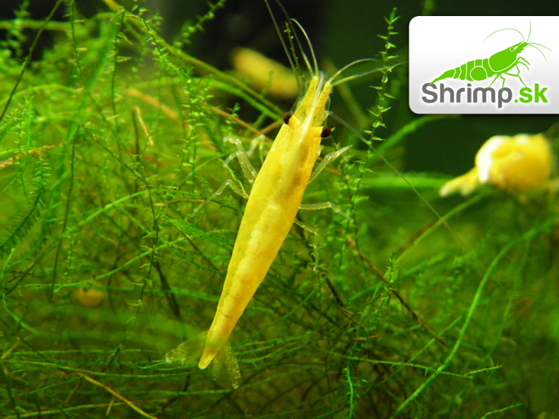 Yellow neon stripe 10 ks - Neocaridina davidi