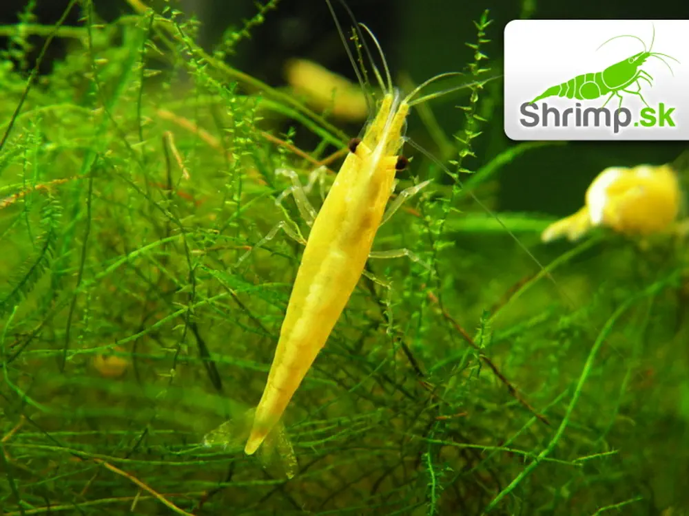 Yellow neon stripe 10 ks - Neocaridina davidi