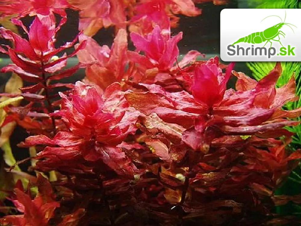 Rotala macrandra  - košík